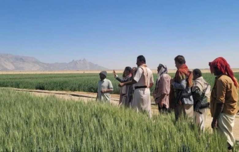 خلافاً لادعاءات حوثية... تراجع إنتاج الحبوب في اليمن 13 %