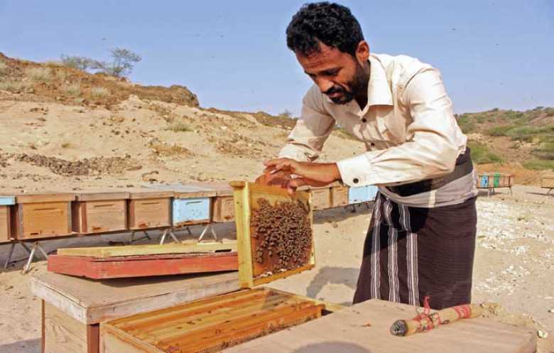 النحل في اليمن.. بين صراع البقاء والاستقرار في ظل الحرب وتغير المناخ