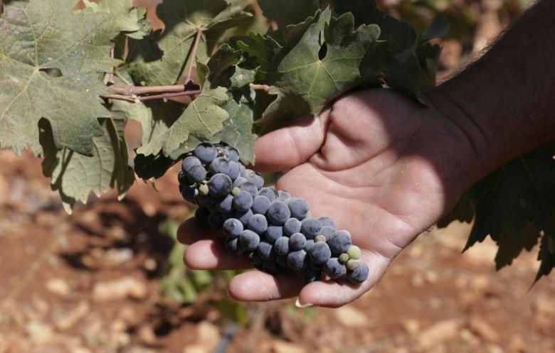 في شرق لبنان كروم العنب زراعة بديلة عن الحشيشة